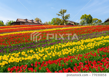 Osaka's Harvest Hill Tulip Field 77030858