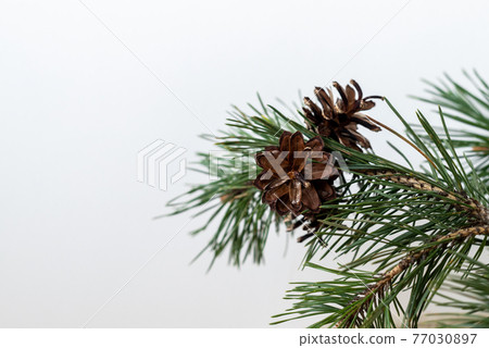 Fresh pine branch with long green needles and cones on white background Fresh pine branch with long green needles and cones on white background 77030897