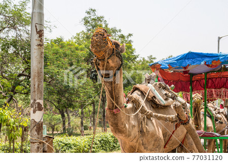 Agra camel Agra camel 77031120
