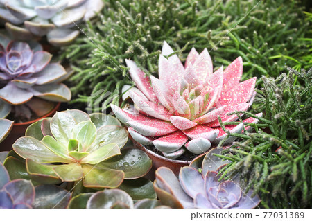 Blurred multicolored cacti in pots, cactus background Blurred multicolored cacti in pots, cactus background 77031389
