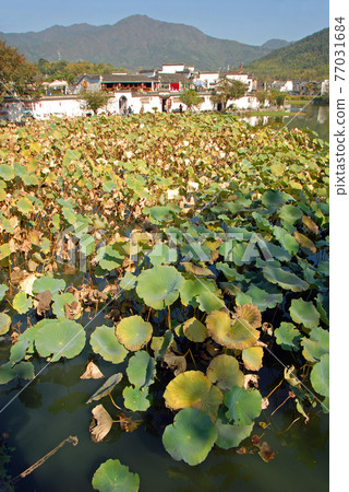 Hongcun Ancient Town in Anhui Province, China. The old white buildings in Hongcun by the water of Nanhu Lake with lilies in the foreground. The ancient town of Hongcun in China with forested hills. Hongcun Ancient Town in Anhui Province, China. The old white buildings in Hongcun by the water of Nanhu Lake with lilies in the foreground. The ancient town of Hongcun in China with forested hills. 77031684