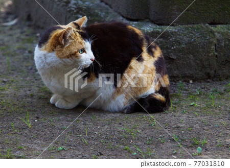 Cat in Hamarikyu gardens in Tokyo (working cat or pet cat?) Cat in Hamarikyu gardens in Tokyo (working cat or pet cat?) 77031810