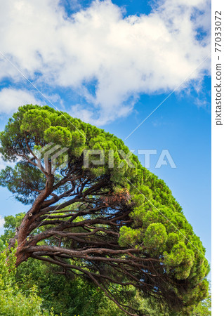 Green pine tree with long needles on a background of blue sky. Freshness, nature, concept. Pinus pinea 77033072