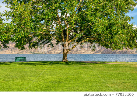 Lonely bench on the shore with lake and mountains view under the chestnut tree 77033100