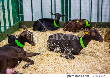 Group of goats at agricultural animal exhibition, trade show Group of goats at agricultural animal exhibition, trade show 77033640