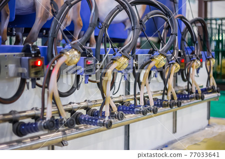 Automated goat milking suction machine with teat cups at exhibition Automated goat milking suction machine with teat cups at exhibition 77033641