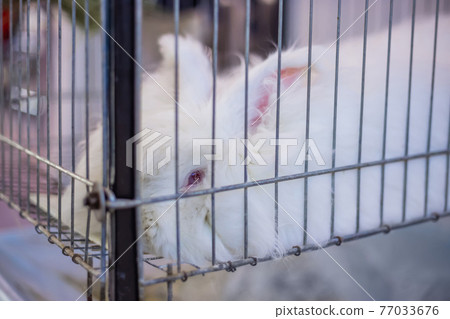 Angora rabbit outlet cage