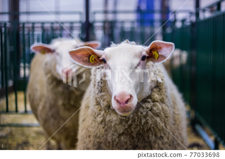 Portrait of funny cute sheep at animal exhibition, trade show - close up Portrait of funny cute sheep at animal exhibition, trade show - close up 77033698