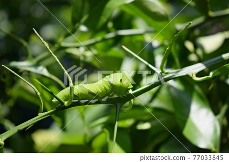 Swallowtail larvae Swallowtail larvae 77033845