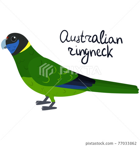 Australian ringneck parakeet in cartoon style on white background. Barnardius zonarius Australian ringneck parakeet in cartoon style on white background. Barnardius zonarius 77033862