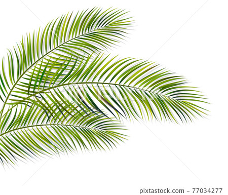 green leaf of palm tree on white background 77034277