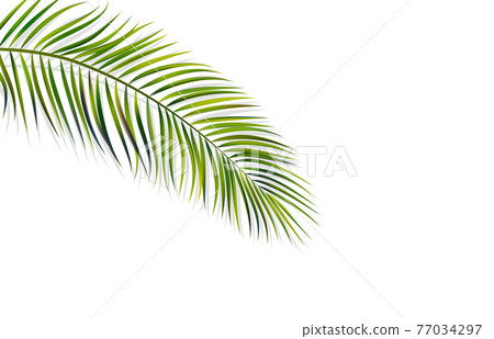 green leaf of palm tree on white background 77034297