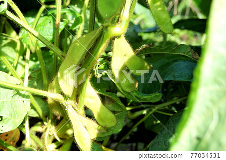 丹波黑毛豆九月:流利還沒有果實 丹波黑毛豆九月:流利還沒有果實 77034531