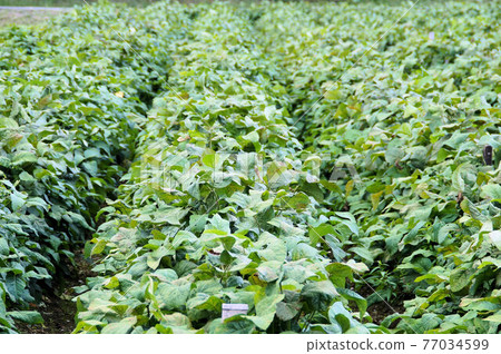Tanba black edamame growing in September Tanba black edamame growing in September 77034599