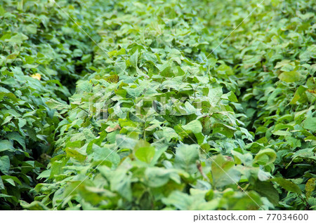 Tanba black edamame growing in September Tanba black edamame growing in September 77034600
