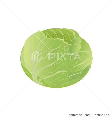 捲心菜 77034633