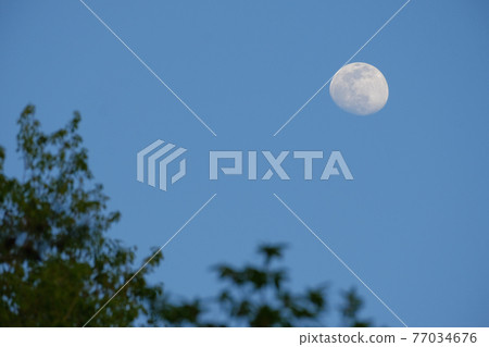 Evening moon (13 night moon, 12 years old) with trees ・ April 24, 2021 77034676