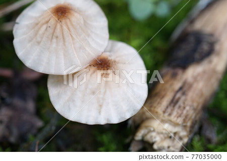 紫菀科白蘑菇 77035000