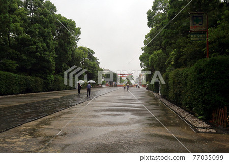 神奈川縣雨鎌倉鶴岡八幡宮6月接近 77035099