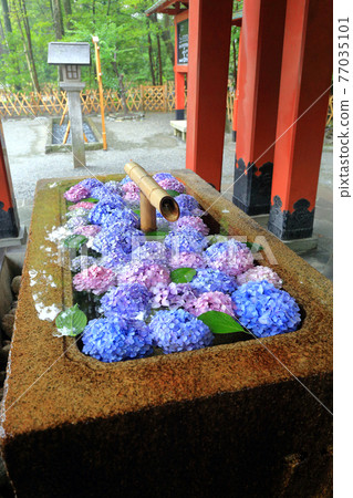 神奈川縣多雨鎌倉鶴岡八幡宮六月長津屋 神奈川縣多雨鎌倉鶴岡八幡宮六月長津屋 77035101