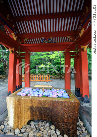 神奈川縣多雨鎌倉鶴岡八幡宮六月長津屋 神奈川縣多雨鎌倉鶴岡八幡宮六月長津屋 77035102