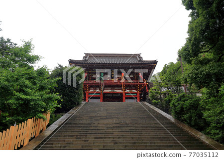 神奈川縣雨鎌倉鶴岡八幡宮六月大石團 神奈川縣雨鎌倉鶴岡八幡宮六月大石團 77035112