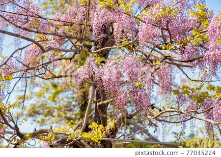Wisteria (April sunny) 77035224