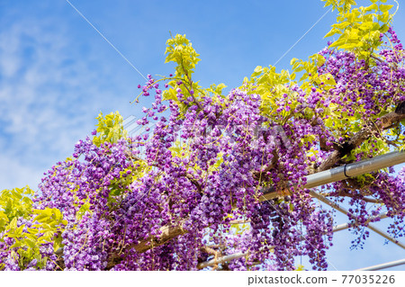 Wisteria (April sunny) 77035226