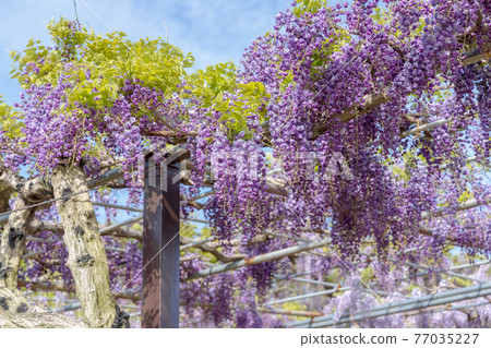 紫藤(四月晴) 紫藤(四月晴) 77035227