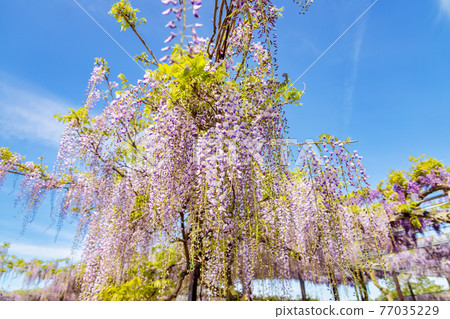 紫藤(四月晴) 紫藤(四月晴) 77035229