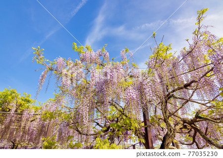 紫藤(四月晴) 紫藤(四月晴) 77035230