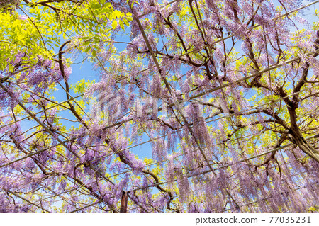 紫藤(四月晴) 紫藤(四月晴) 77035231