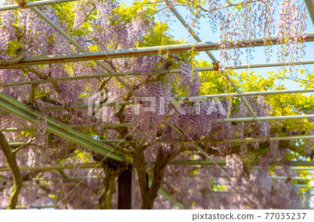 Wisteria (April sunny) 77035237