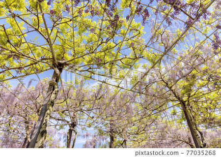 紫藤（四月晴） 77035268