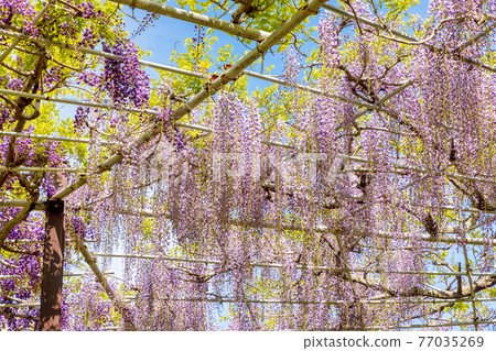 紫藤（四月晴） 77035269