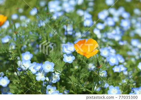 雜草叢生的花蜜和橙花 77035300