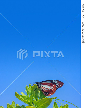 Heliotropium japonicum and Chestnut tiger Heliotropium japonicum and Chestnut tiger 77035307