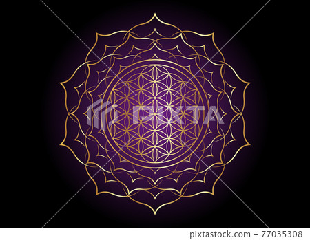 Flower of Life, Yantra Mandala in the lotus flower, Sacred Geometry. Bright golden symbol of harmony and balance. Mystical gold talisman, vector isolated on black and purple background Flower of Life, Yantra Mandala in the lotus flower, Sacred Geometry. Bright golden symbol of harmony and balance. Mystical gold talisman, vector isolated on black and purple background 77035308