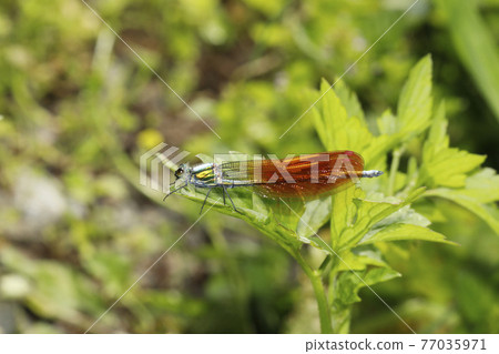 Asahina kawatombo Asahina kawatombo 77035971