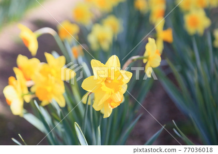 黃水仙的花 黃水仙的花 77036018