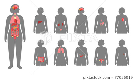 Human internal organs 77036019