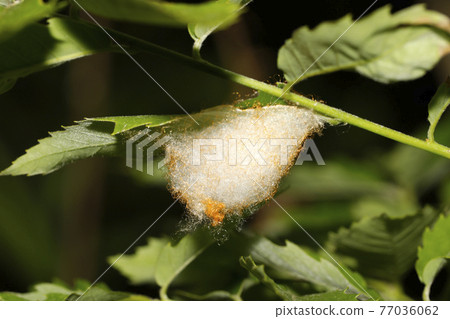 Poltys illepidus egg sac 77036062