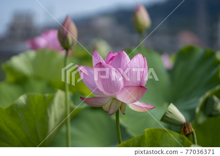  櫻桃西紅柿 77036371