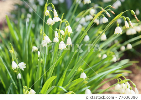 雪花花 雪花花 77036380