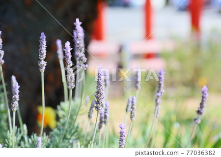Lavender flowers 77036382