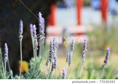 薰衣草花 77036383