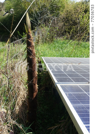 Bamboo-grown solar power plant 77036783