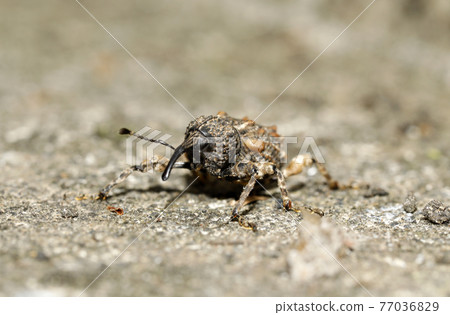 Madara beard weevil 77036829