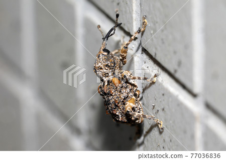 Madara beard weevil 77036836