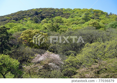 漫步大名庭園形象特別風景栗林庭園 77036879